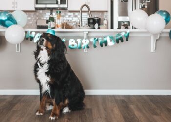 Plan Pet Birthday