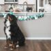 Plan Pet Birthday