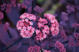 Sedum