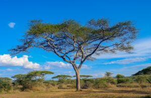 Serengeti National Park