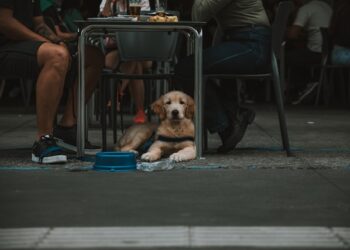 Stop Pet from Begging Food