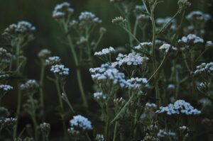 Yarrow