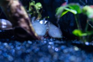 Axolotls