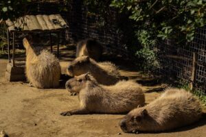 Capybaras