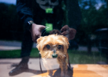 Celebrate National Pet Day