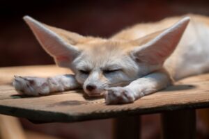 Fennec Foxes