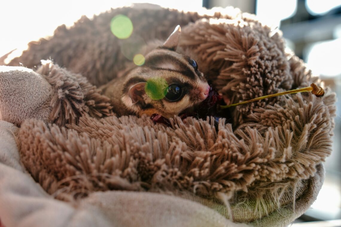 Most Unusual Pets