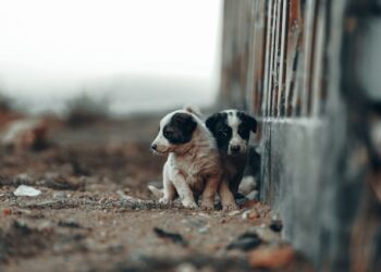 Shelter Pets