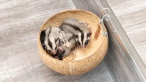 Sugar Gliders