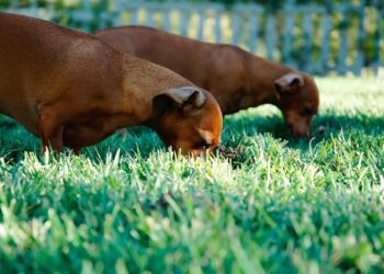 Why Dog Eats Grass