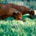 Why Dog Eats Grass