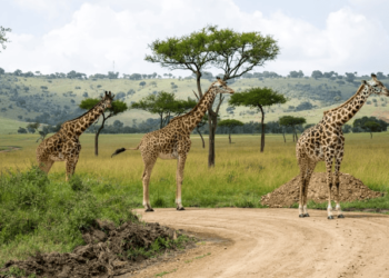 Best Africa Wildlife Experiences