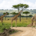Best Africa Wildlife Experiences