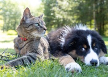How Emotional Support Animals Help OCD Cope