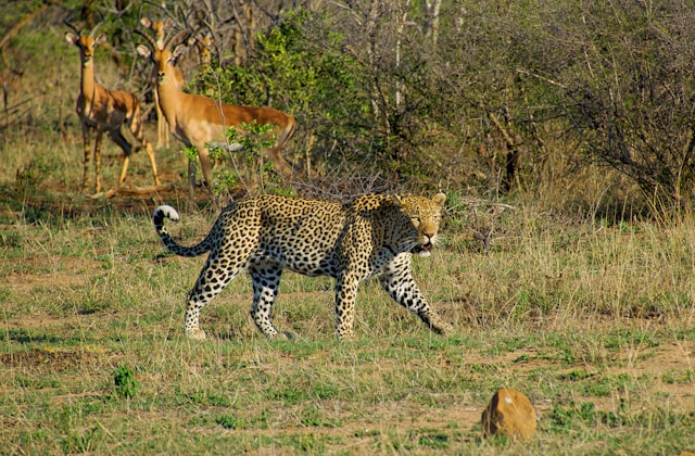 Kruger National Park