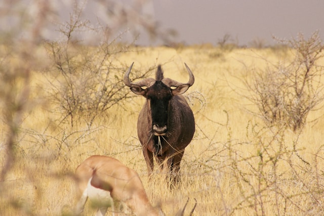 Namibia’s Etosha