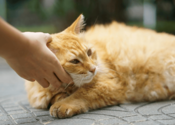 Natural Remedies for Common Pet Ailments