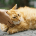 Natural Remedies for Common Pet Ailments