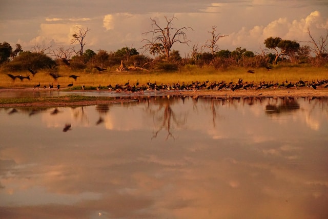 Okavango Delta Botswana