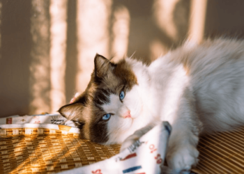 Pet Safety for Hazard-Free Home