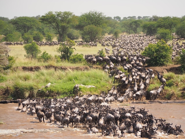 Great Migration in the Serengeti