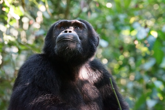 Uganda Chimpanzees