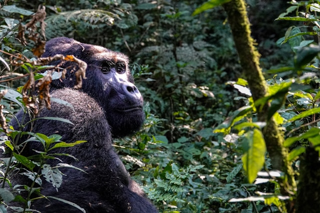 Uganda Gorilla
