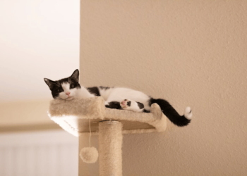 Build DIY Cat Tree