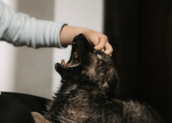 Common Household Pets Dangers