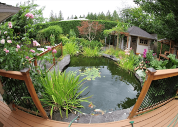 Create Backyard Oasis