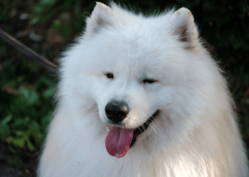 Deal Pet Hair at Home