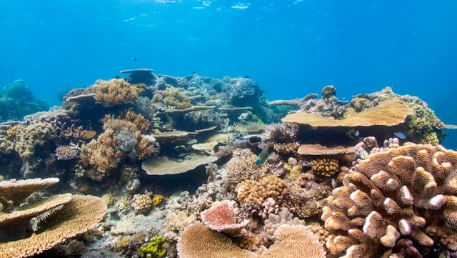 Great Barrier Reef Australia