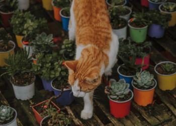 Pet-Friendly and Toxic Plants