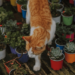 Pet-Friendly and Toxic Plants