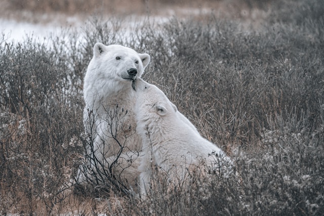 Polar Bear Northern Canada