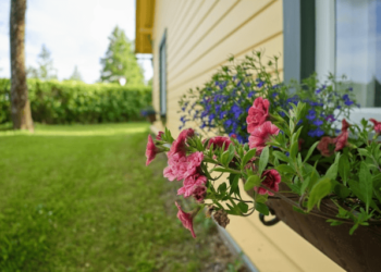 Summer Gardening Tips