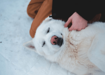 Create Pet Emergency Plan