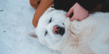 Create Pet Emergency Plan