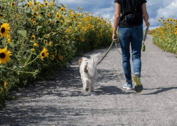 Dog Walk Guide