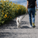 Dog Walk Guide