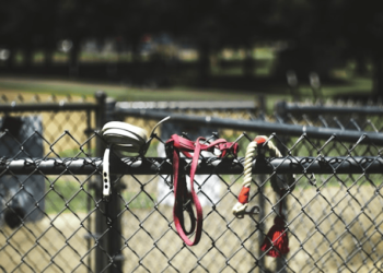 Dogs Leashes and Harnesses