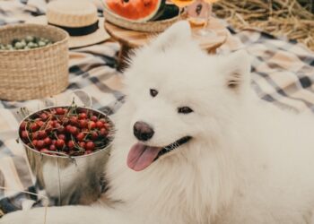 Human Foods For Pets