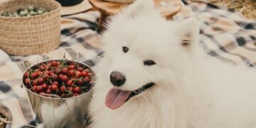 Human Foods For Pets