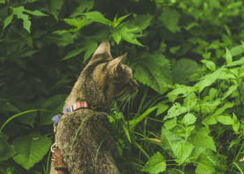 New Cat Training Tips