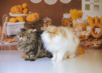 When and How to Switch Pet Foods