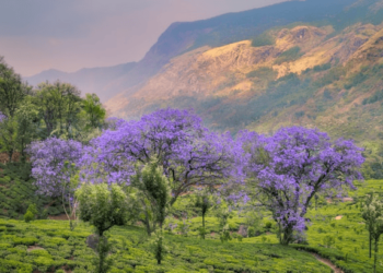 travel in your own country