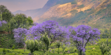 travel in your own country