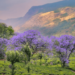 travel in your own country