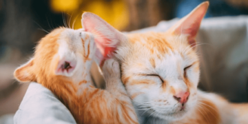 Clean Pet’s Ears