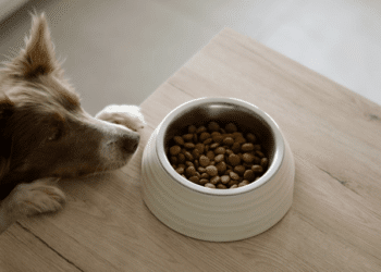Create Pets Feeding Schedule